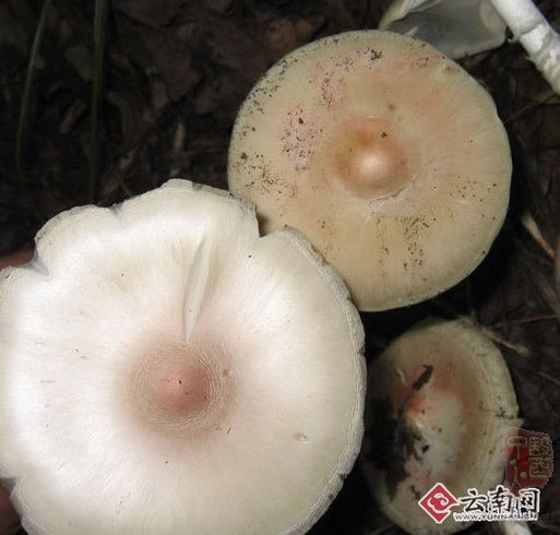 ���춾���
