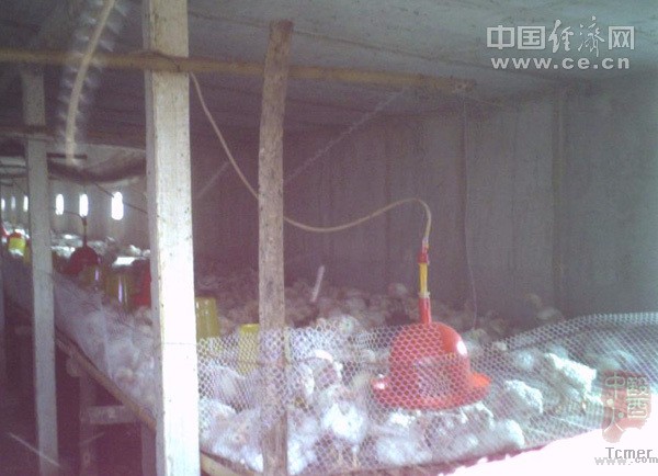 肯德基麦当劳原料鸡45天速成 工人称饲料把苍蝇毒死了