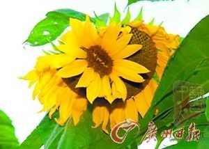 向日葵花中再长出花来 向日葵花中再长出花来