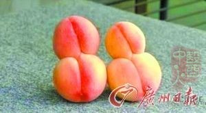 桃子长成“双胞胎” 桃子长成“双胞胎”