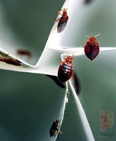 ��������������Ѫ���� �����˻�����ż�и���[��ͼ]