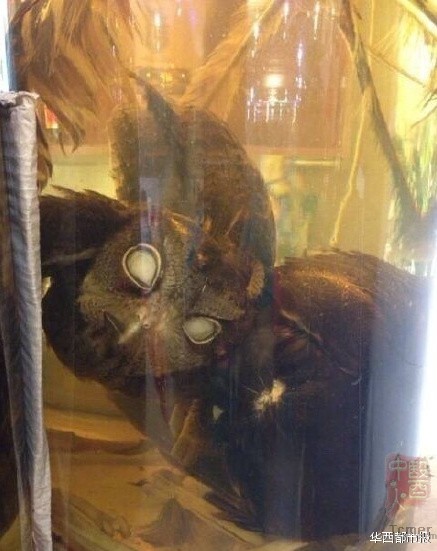 网络所传的猫头鹰泡酒