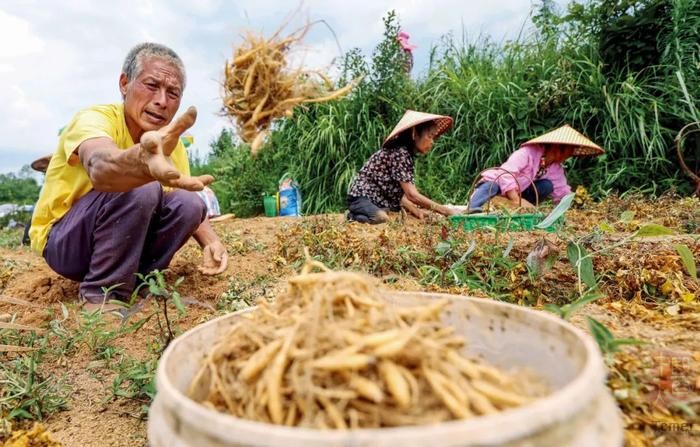 7月16日,贵州黔东南苗族侗族自治州岑巩县,药农们在天马镇雷公田村采挖药材。图/视觉中国