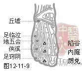 足少阳胆经穴
